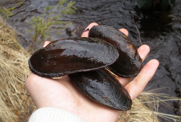 NP Eifel: Chancen für die Flussperlmuschel