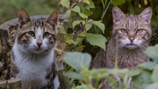 Hauskatzen bedrohen die Europäische Wildkatze