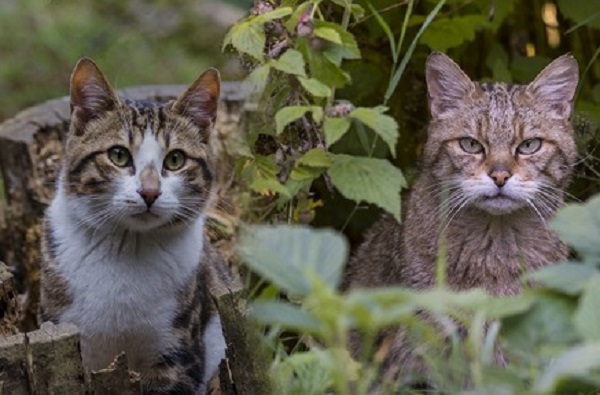 Hauskatzen bedrohen die Europäische Wildkatze