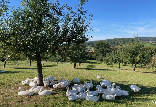 Landwirtschaft mit Wald