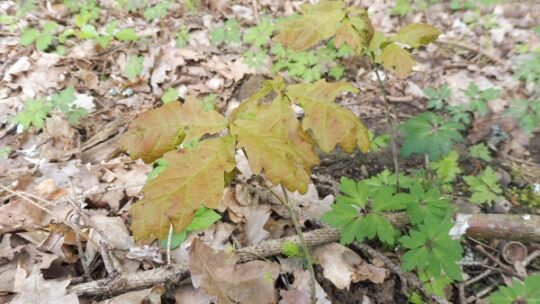 Yello und Pina Earth wollen Wald klimafit machen