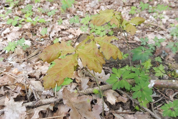 Yello und Pina Earth wollen Wald klimafit machen