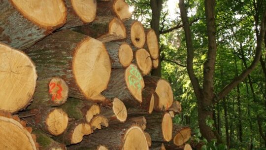 Noch genug Holz bis zum Jahr 2062