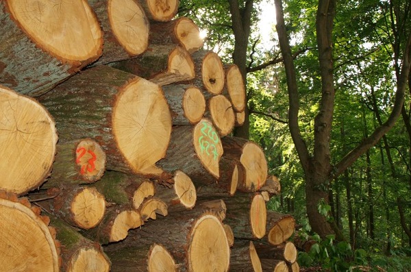 Noch genug Holz bis zum Jahr 2062