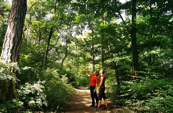 Der Wald – ein unverzichtbarer Raum zur Erholung