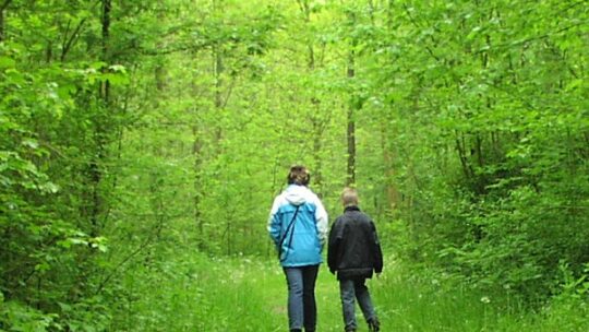Wald – Erholungsort für die Psyche