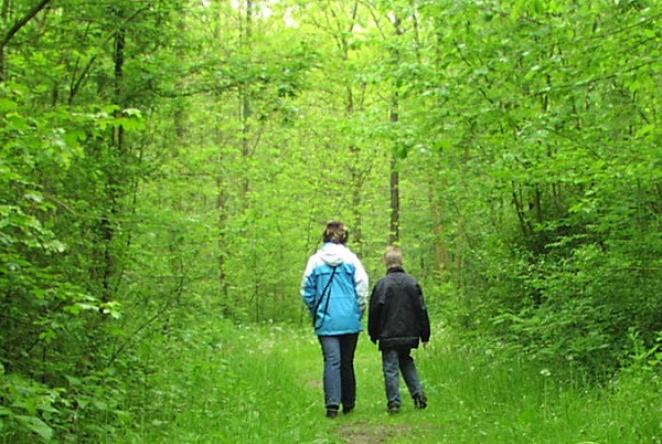 Wald – Erholungsort für die Psyche