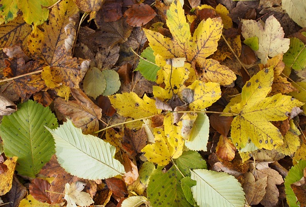 Bunte Blätter immer früher
