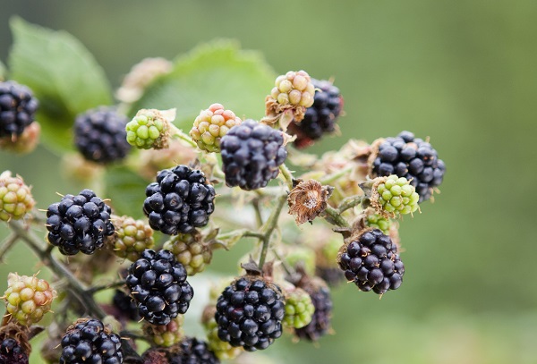 Feines aus dem Herbstwald