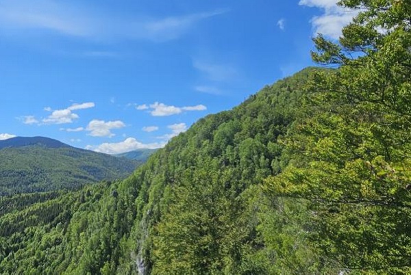 Robin Wood: Sägewerk zerstört rumänische Urwälder