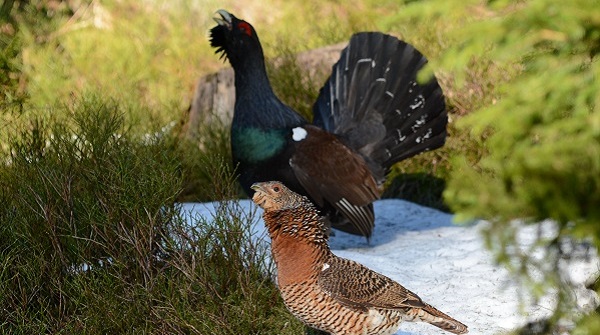 Notfallplan hilft Auerhuhn – ein bisschen