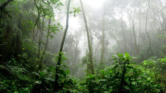 So kann der Amazonas-Regenwald Trockenheit überstehen