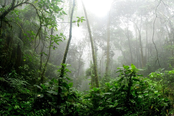 So kann der Amazonas-Regenwald Trockenheit überstehen