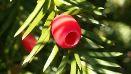 Jugend pflanzt Eiben