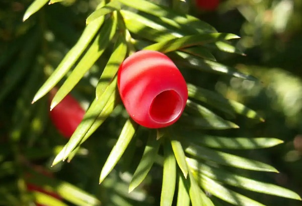 Jugend pflanzt Eiben