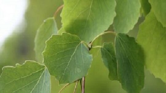 Baum des Jahres 2026: die Zitterpappel