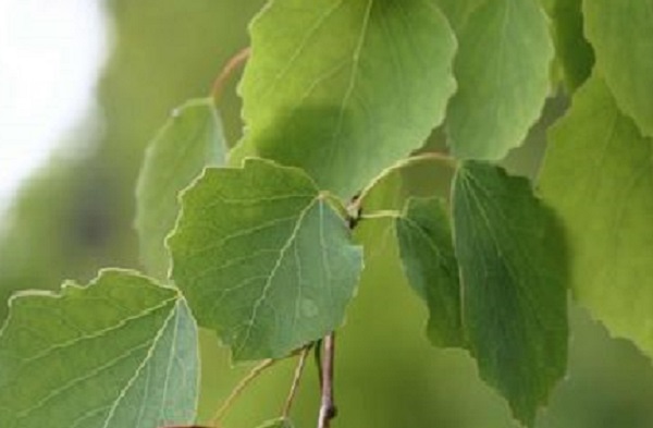 Baum des Jahres 2026: die Zitterpappel