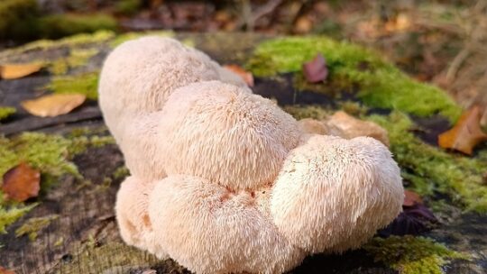 Pilz des Jahres 2026: der Igelstachelbart