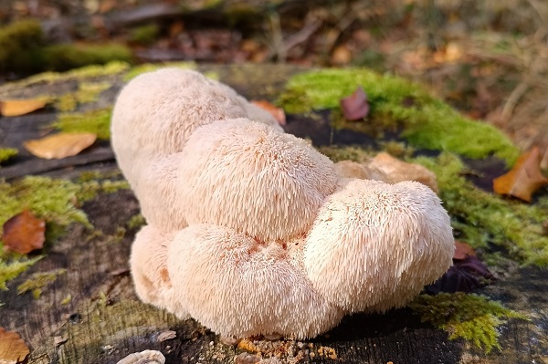 Pilz des Jahres 2026: der Igelstachelbart