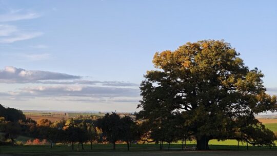 Nächster Nationalerbe-Baum: die Lenzeiche