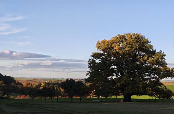 Nächster Nationalerbe-Baum: die Lenzeiche