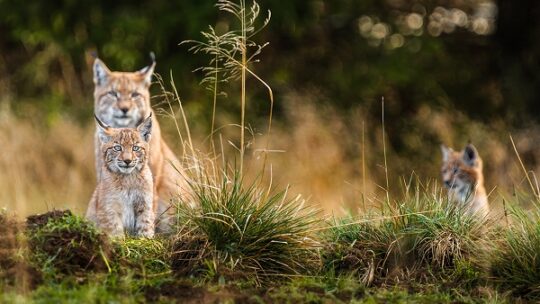 Wie Luchsjunge im Nationalpark Harz spielen