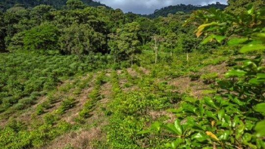 „Aufforsten als Gemeinschaftsaufgabe“