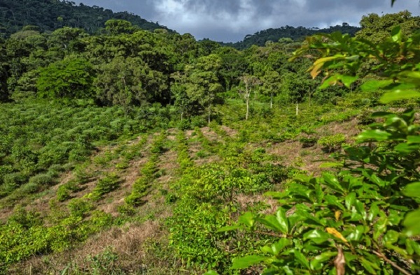 „Aufforsten als Gemeinschaftsaufgabe“