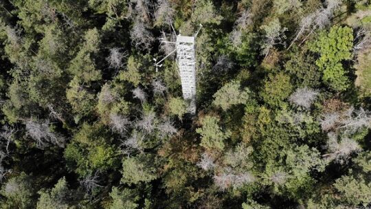 Dürre macht Kiefernwald zur Kohlendioxidquelle