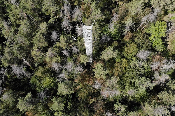 Dürre macht Kiefernwald zur Kohlendioxidquelle