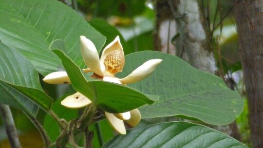 Wilhelma rettet Magnolia dixonii