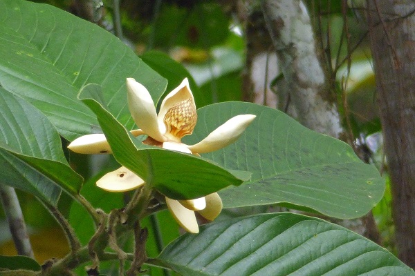 Wilhelma rettet Magnolia dixonii