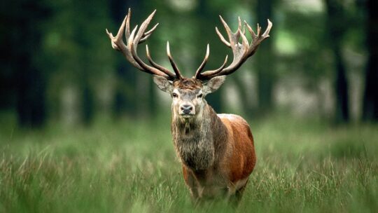 Ein Orden für den König des Waldes