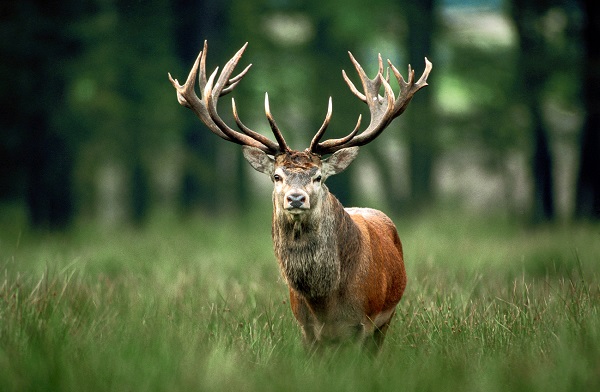 Ein Orden für den König des Waldes