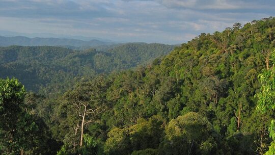 Waldschutz kritisiert SLAPP-Gesetz
