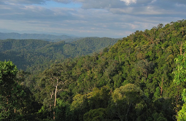 Waldschutz kritisiert SLAPP-Gesetz