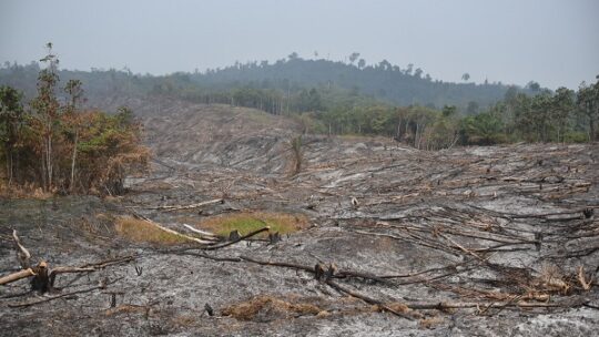DUH: Deutsche Bank finanziert Wald vernichtende Unternehmen