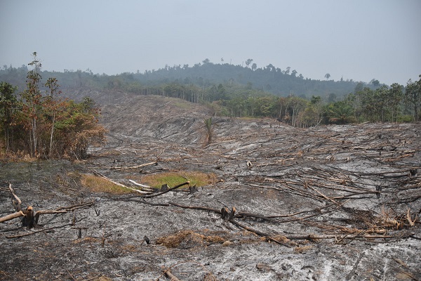 DUH: Deutsche Bank finanziert Wald vernichtende Unternehmen
