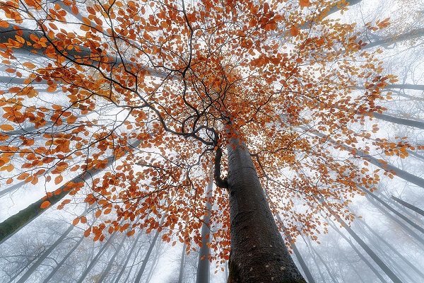 Zwischen Schönheit und Leid