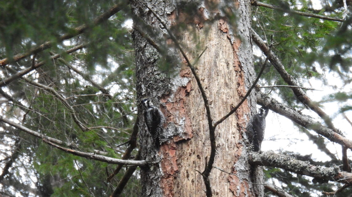 Totholz bringt Leben