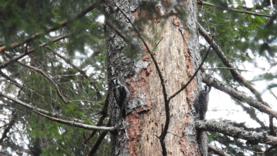 Totholz bringt Leben