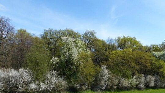Hundert Kilometer Waldrand