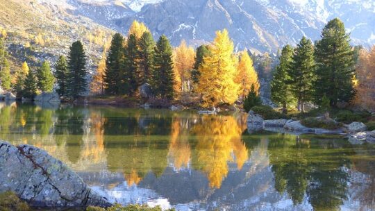 Die Zierde der Alpen
