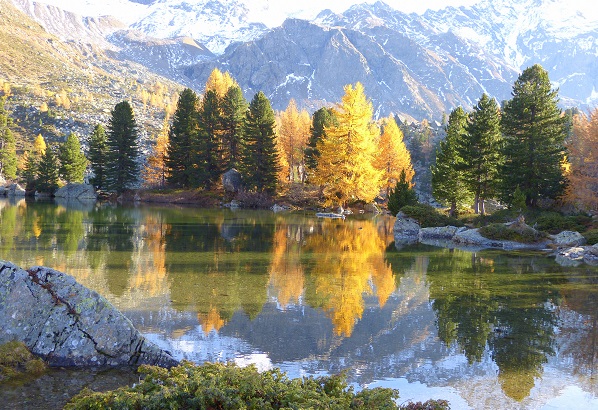 Die Zierde der Alpen