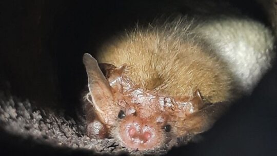 Die Fledermaus liebt naturnahen Wald