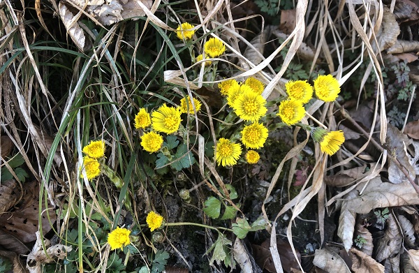 Tipps für den Frühlingsspaziergang