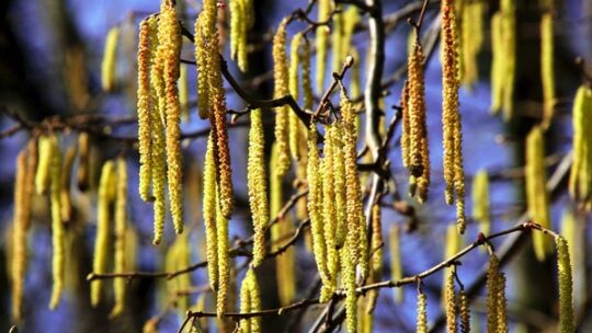 Nur wenig Pollen aus dem Wald