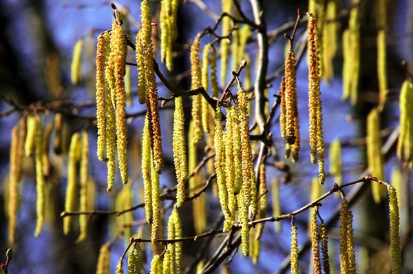 Nur wenig Pollen aus dem Wald