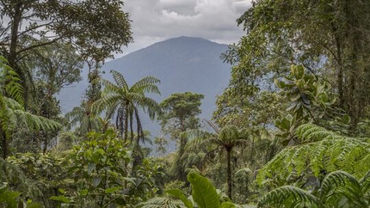 Zoobesuch rettet Regenwald
