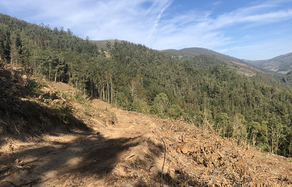 Wälder und Wirtschaft